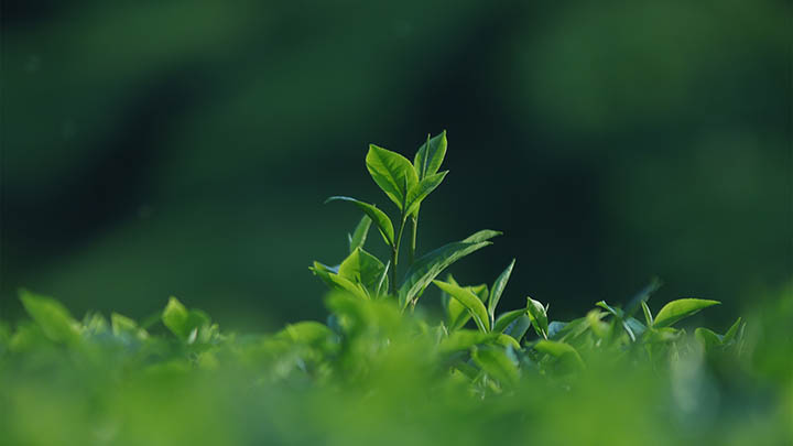 ToDesk下载官网详解:如何正确获取软件、安装及使用指南2025年 api img 69677a4f8f30d