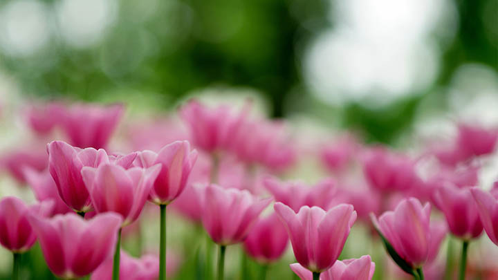 ToDesk下载远程控制软件使用全指南2025年 api img 6969614a6bb0d