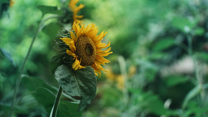 ToDesk下载流程:轻松实现远程控制详细教程 ToDesk下载流程:轻松实现远程控制详细教程 二