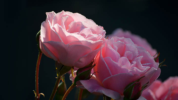 ToDesk下载控制端教程,这样操作超简单 ToDesk下载控制端教程,这样操作超简单 二
