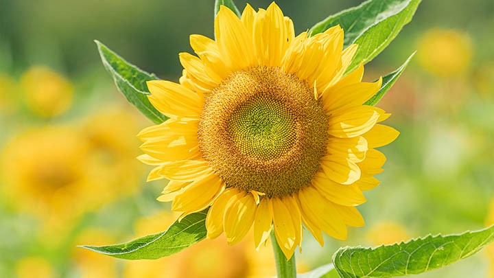 如何官网todesk下载?详细教程与技巧分享 如何官网todesk下载?详细教程与技巧分享 二