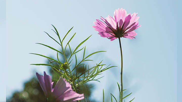 ToDesk下载官方链接:快速获取教程 ToDesk下载官方链接:快速获取教程 二