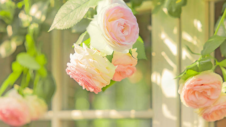 ToDesk下载电脑无法正常使用？最新解决全指南图解 二