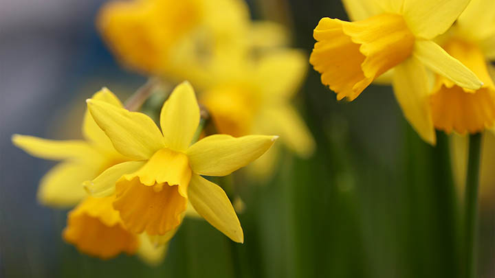 如何在iPhone上轻松完成ToDesk下载及安装全流程指南 如何在iPhone上轻松完成ToDesk下载及安装全流程指南 二