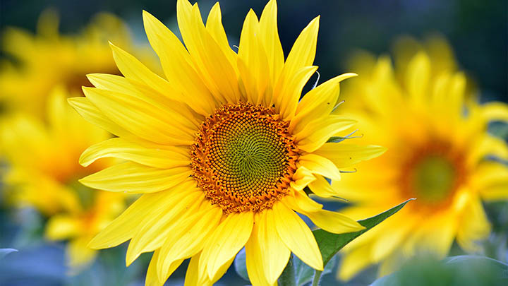 ToDesk下载必备指南：全面分析使用场景及优缺点让你不再犹豫是否要下载 二