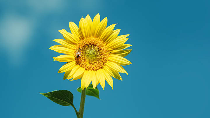 想知道如何通过todesk下载官网app? 想知道如何通过todesk下载官网app? 二